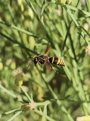 Pachodynerus guadulpensis