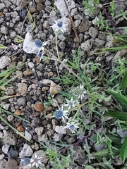 Eryngium heterophyllum