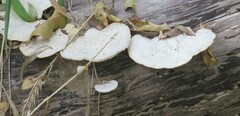 Trametes lactinea