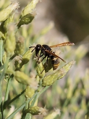 Pachodynerus guadulpensis