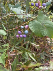 Ampelopsis cordata