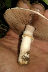 Pseudochitonia