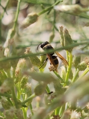 Pachodynerus guadulpensis