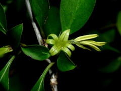Coprosma foetidissima