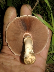 Pseudochitonia