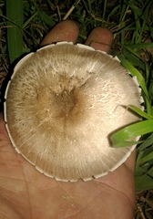 Pseudochitonia