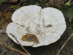 Trametes lactinea