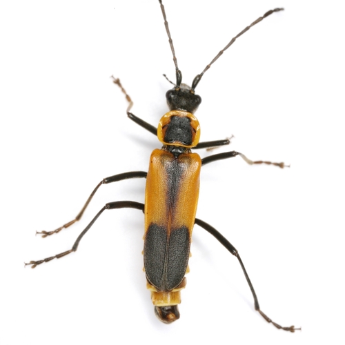 Chauliognathus limbicollis LeConte, 1858