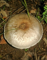 Pseudochitonia
