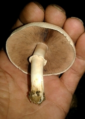 Pseudochitonia