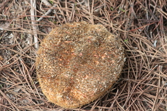 Maja brachydactyla
