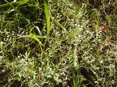 Parthenium hysterophorus