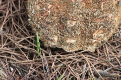 Maja brachydactyla