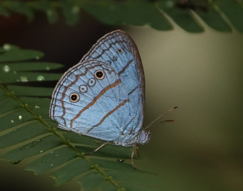 Caeruleuptychia aetherialis