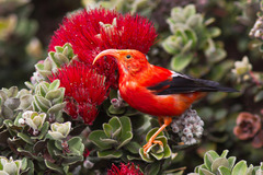 Drepanis coccinea