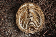 Maja brachydactyla