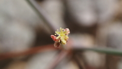 Eriogonum thomasii