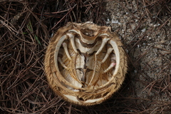 Maja brachydactyla
