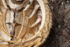Maja brachydactyla