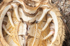 Maja brachydactyla