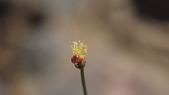 Eriogonum thomasii