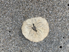 Echinarachnius parma