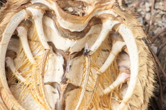 Maja brachydactyla