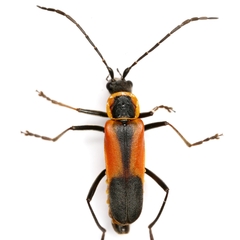 Chauliognathus limbicollis