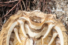 Maja brachydactyla