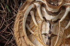 Maja brachydactyla
