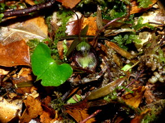 Corybas hypogaeus
