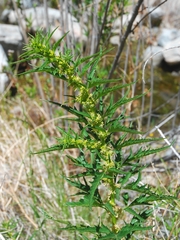 Datisca glomerata