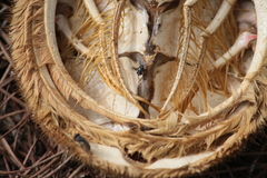 Maja brachydactyla