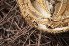 Maja brachydactyla