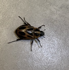 Cyclocephala lunulata