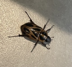 Cyclocephala lunulata