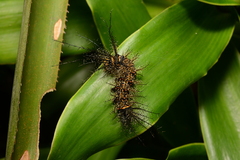 Pseudautomeris salmonea