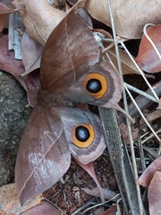Automeris naranja