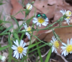 Augochloropsis metallica