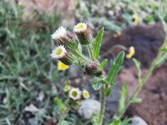 Erigeron variifolius