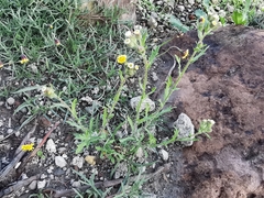 Erigeron variifolius