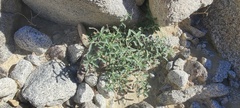 Ditaxis serrata