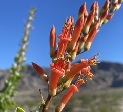 Fouquieria splendens splendens