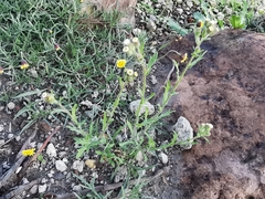 Erigeron variifolius