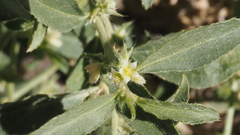 Ditaxis serrata