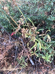 Penstemon rostriflorus