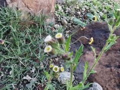 Erigeron variifolius