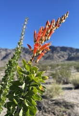 Fouquieria splendens splendens