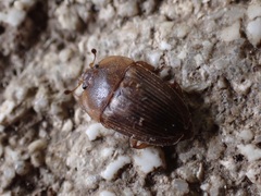 Stelidota geminata
