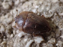 Stelidota geminata